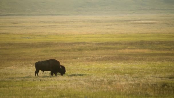 American Bison Colorado Prairie United States America American Buffalo — ストック動画