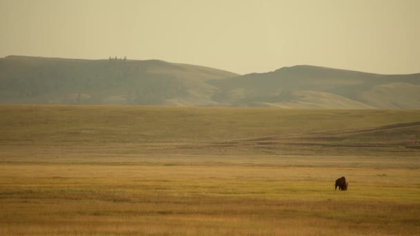 Lonely Colorado Prairie American Bison Sunset — Stok Video