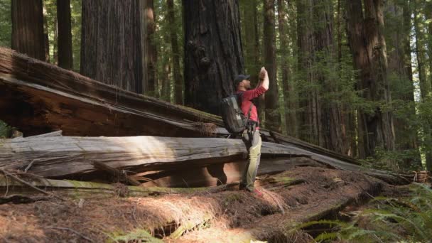 Caminante Caucásico Unos Años Las Redwoods California Tomando Fotos Usando — Vídeo de stock