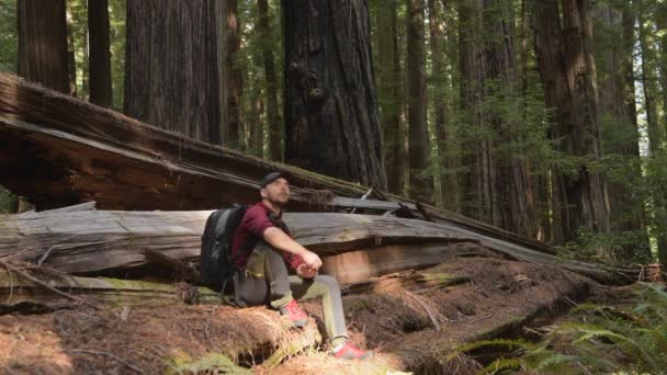 Mochilero Caucásico Explorando Antiguo Bosque Secuoyas Alojándose Entre Gigantescos Árboles — Vídeo de stock