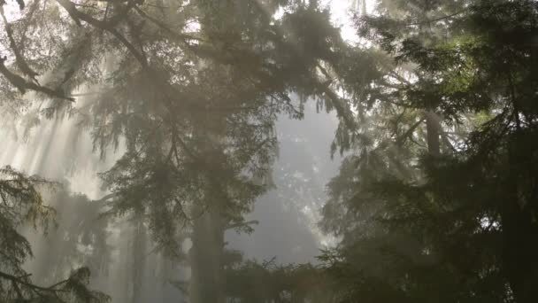 Northern California Redwood Forest Road Bosque Escénico Naturaleza Tema — Vídeo de stock