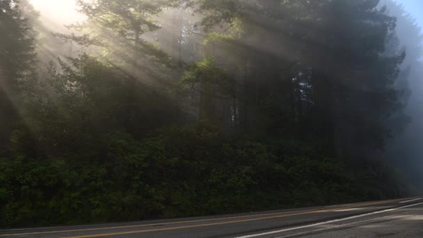 Foggy California Coastal Redwood Forest Estados Unidos — Vídeo de stock