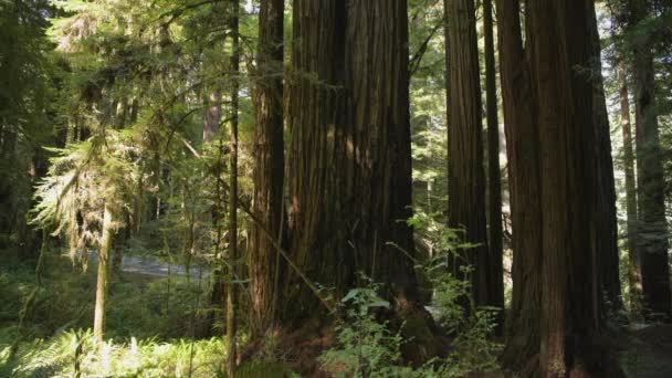 Old Growth Ancient Redwood Forest Panorama Crescent City California United — 图库视频影像