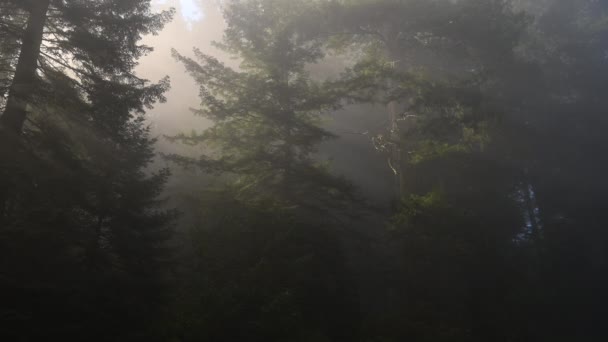 Foggy Morning Ancient Californian Redwood Forest — Stok video