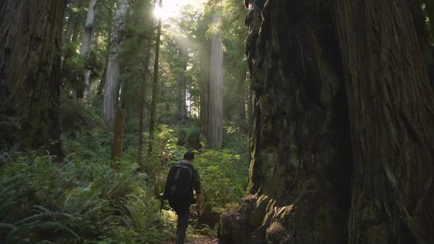 Hiker Redwood Woodland Trail Scenic Ancient Forest Northern California United — Vídeo de stock