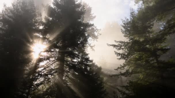 加利福尼亚红杉森林被晨雾覆盖 美利坚合众国新月城 — 图库视频影像