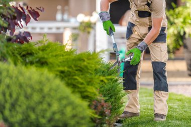 Front View Closeup of Professional Gardener Performing Garden Shrubs Trimming with Hedge Shears Gardening Tool.