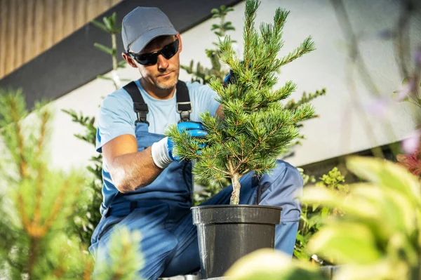 Profesionální Zahradníci Inspekce Zdravotního Stavu Mladé Rostliny Evergreen Pine Zahradnictví — Stock fotografie