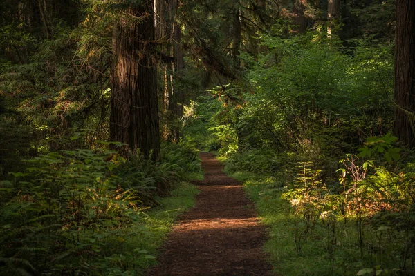 Scenic Redwood Forest Trail Tema Senderismo Del Norte California Crescent — Foto de Stock