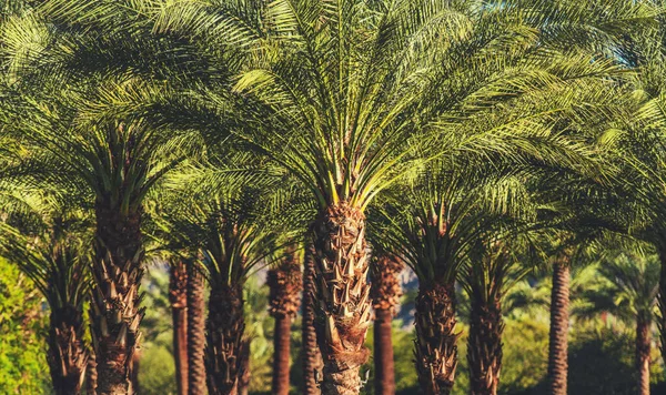 Coachella Valley Palm Trees Californië Verenigde Staten Van Amerika — Stockfoto