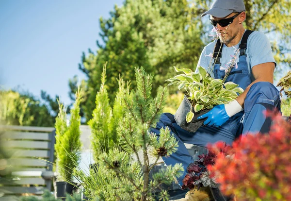 Tuinwerker Professionele Landscaper Planten Voorbereiden Voor Aanplant Nieuw Gebouwde Residentiële — Stockfoto
