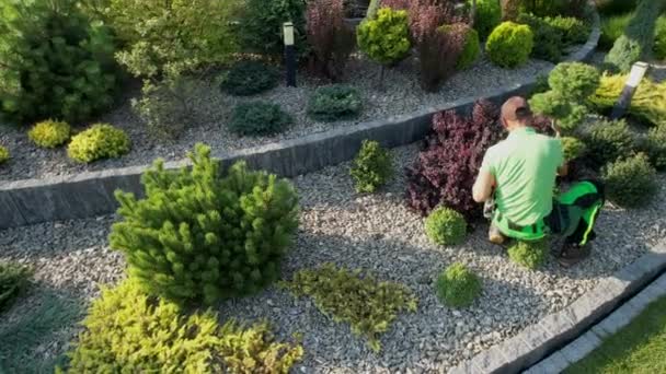 Gartner Planter Shaping Work Kaukasiske Haven Arbejdstager Trimning Dekorative Træer – Stock-video