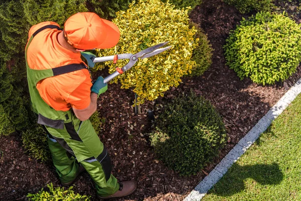 Gardener Profissional Caucasiano Seus 40S Seu Trabalho Topiary Trimming Back — Fotografia de Stock