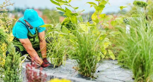 プロのランドスケーパーは 雑草制御ビニールでヤードの植物エリアを埋め戻します 造園業 — ストック写真