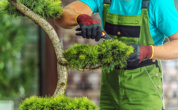 Closeup Professional Landscaper Performing Trimming Decorative Evergreen Tree Seasonal Garden — Fotografia de Stock