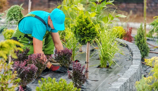 Profesional Landscaper Taking Care Ornamental Plants Seasonal Garden Maintenance Visit — Stok Foto