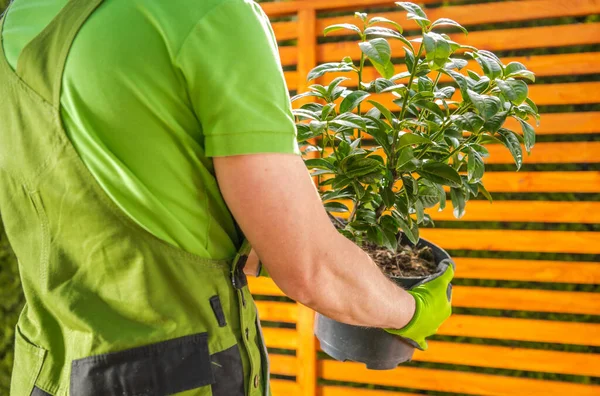 Blanke Man Die Juiste Planten Kiest Voor Een Tuin Herbeplanting — Stockfoto