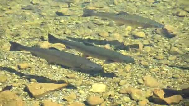 在夏日 彩虹鳟鱼在水中缓缓游动 — 图库视频影像