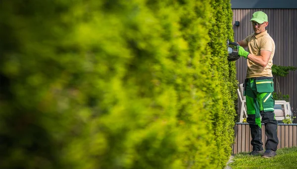 Giardiniere Professionista Caucasico Nella Sua 40S Shaping Green Wall Thuja — Foto Stock