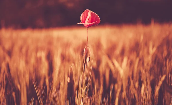 Einsamkeitskonzept Mit Einsamer Mohnblume Zwischen Roggenfeldern Szenisches Naturfoto — Stockfoto