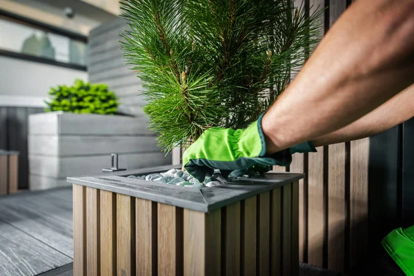 白人男性現代的な外観のプランターの中に小さな装飾的な松の木を植える 写真を閉じてください 裏庭の庭のアップグレード — ストック写真