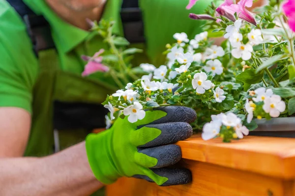 Closeup Ornamental Bacopa Flowers Being Planted Professional Gardener Dalam Bahasa — Stok Foto