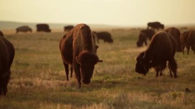 Colorado 'da 11 mil Kanyon ve Güney Platte Nehri Balıkçılık