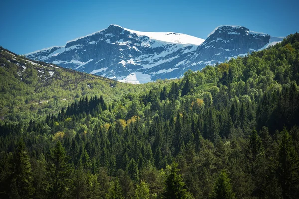 风景如画的夏季山景 森林茂密 雪山茂密 蓝天洁白 美丽的挪威自然全景 — 图库照片