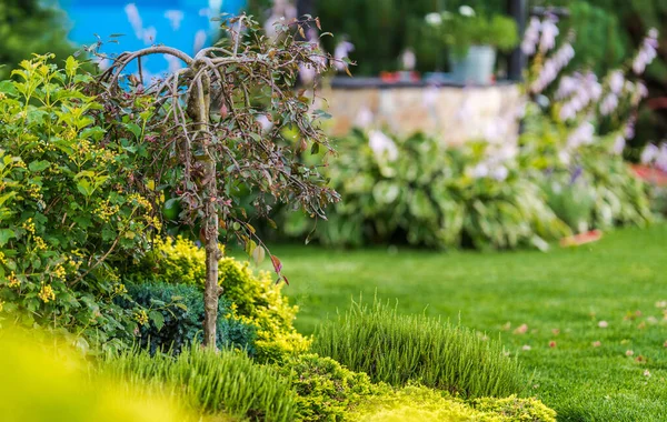 Residencial Quintal Plantas Jardim Durante Vegetação Verão — Fotografia de Stock