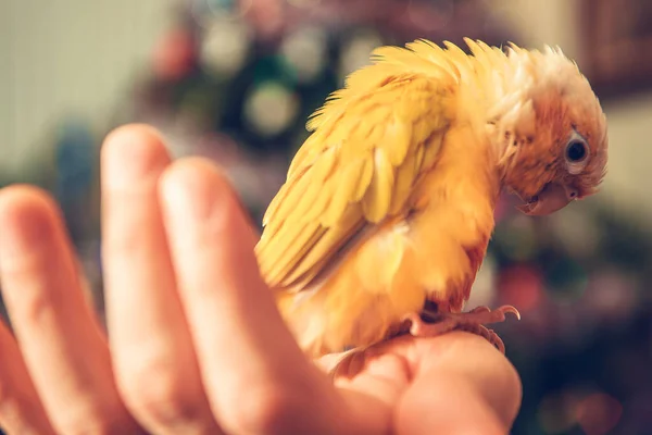 Small Yellow Parrot Hand His Owner Animal Lovers Theme — Stock Photo, Image