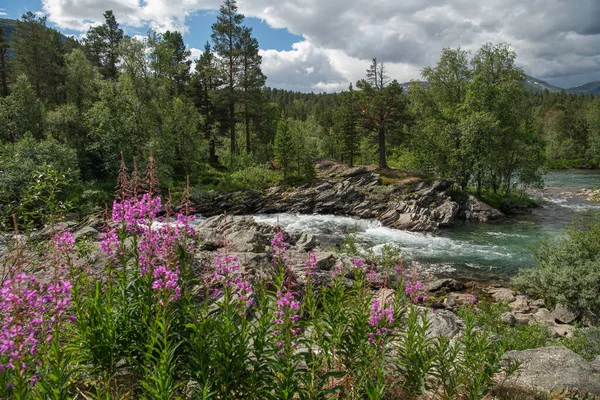 Malowniczy Letni Krajobraz Norweskim Hrabstwie Vestland Rzeka Lodowcowa Kwiaty Kwitnące — Zdjęcie stockowe