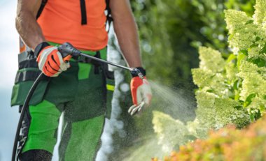 Insecticide and Fungicide on a Garden Plants Using Professional Garden Equipment clipart