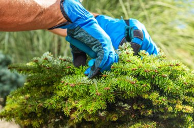 Bahçe işçisi Çam Ağacı dallarını buduyor. Mevsimlik Bitki Bakımı.