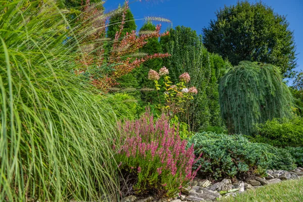 Beautiful Matured Backyard Garden Grasses Heater Plants Gardening Landscaping Theme — Stock Photo, Image