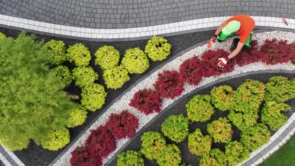 Garden Worker Trimming Shaping Decorative Tree Using Small Cordless Garden — Vídeo de Stock