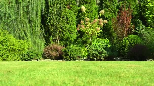 Ogród Mieszkalny Trawami Roślinami Grzewczymi — Wideo stockowe