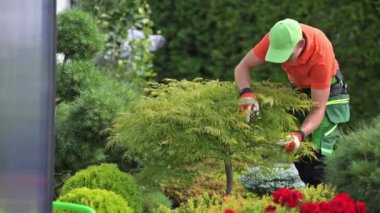 Caucasian Professional Garden Worker Trimming Decorative Tree Using Garden Shears. Wearing Eyes Safety Glasses.