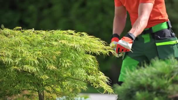 Close Garden Worker Trimming Pine Tree Branches Sezónní Údržba Rostlin — Stock video
