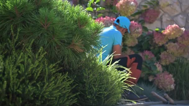 Besar Bunga Hortencia Dan Penjaga Taman Pemeliharaan Taman Seasonal — Stok Video