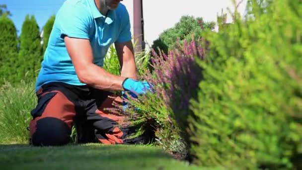 Professionele Tuinman Met Bypass Snoeischaar Zijn Handen Uitvoeren Van Planten — Stockvideo