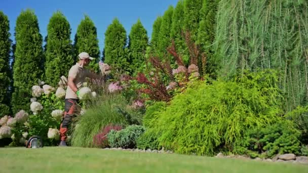 Καυκάσιος Επαγγελματίας Κηπουρός Στη Δεκαετία Του Εκτελώντας Συντήρηση Των Φυτών — Αρχείο Βίντεο