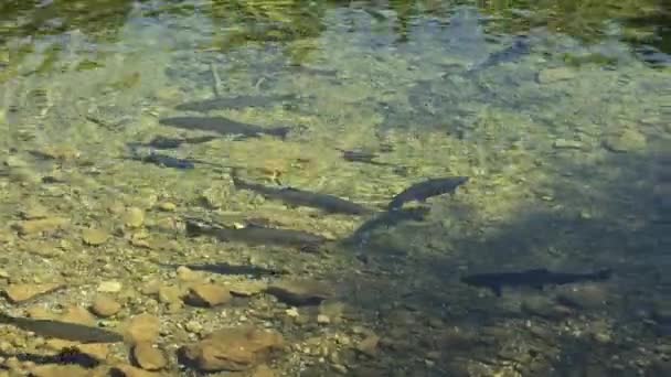 Trout Natural Habitat Trout Common Name Number Species Freshwater Fish — Stock Video