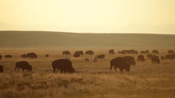Stádo Amerických Bisonů Pohybujících Podél Colorado Prairie — Stock video