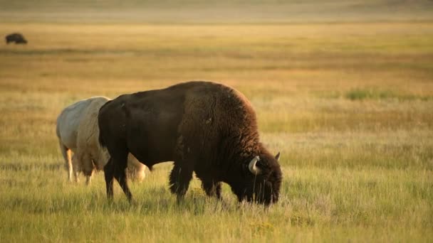North American Bisons Během Západu Slunce Colorado Prairie Wildlife — Stock video