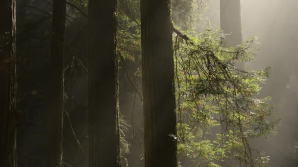 Antiguo Bosque Secuoyas Con Niebla Costera Que Pasa Entre Árboles — Vídeo de stock