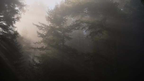 Древний Лес Секвойи Северной Калифорнии Покрытый Прибрежным Туманом — стоковое видео