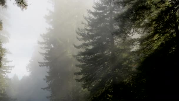 Bosque Secuoyas Antiguo California Cubierto Por Niebla — Vídeo de stock