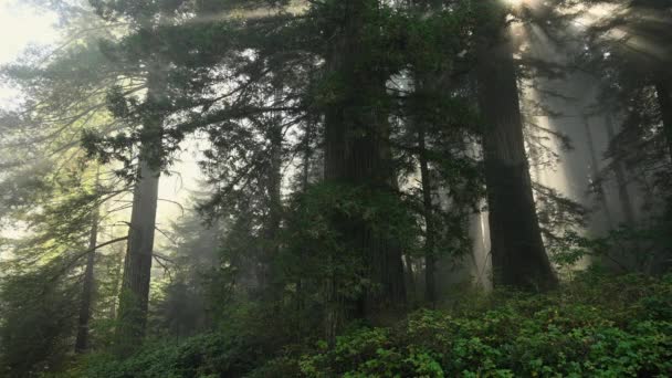Sahne Kaliforniya Sekoya Ormanı Sahil Sisi Ile Kaplı — Stok video