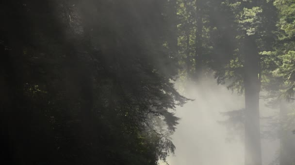 Прибережного Туману Каліфорнії Редвудський Ліс — стокове відео