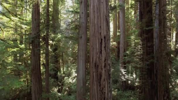 Crescent City Kaliforniya Yakınlarındaki Uzun Sekoya Ağaçları Hava Görüntüsü Abd — Stok video